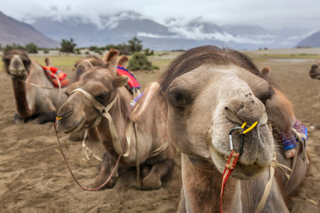 印度拉达克努布拉山谷的骆驼狩猎