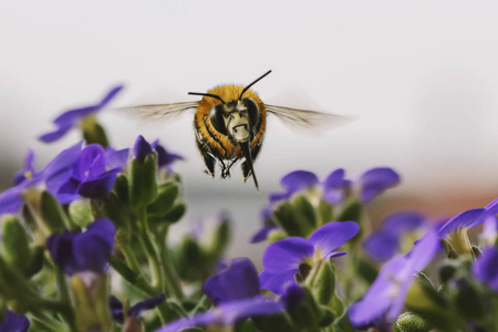 美丽的蜜蜂在飞行中收集花蜜从多汁的紫色花朵