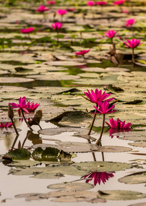 湄公河三角洲的睡莲