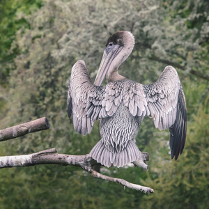 鹈鹕灰色白色羽毛与宽翼传播坐在树枝上