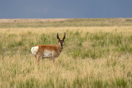 一个漂亮的角羚羚羊巴克在犹他州大草原上