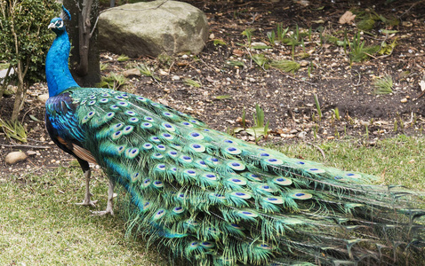 母本孔雀草图片