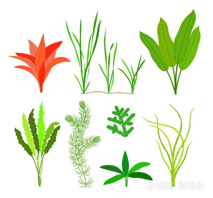 插画 海洋植物和水生海藻.海藻设置在白色背景下隔离.矢量插图.eps