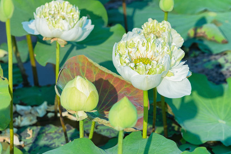 柬埔寨暹粒白莲花田和农场