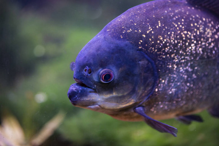 红腹食人鱼 (pygocentrus nattereri) 在水中照片