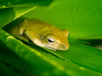动物园拍摄青蛙特写金色的青蛙使摆姿势金树,树 aurantiaca,白色背景