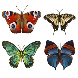 各种蝴蝶收集的矢量例证, 在白色背景下被隔绝