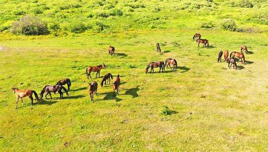 十八匹马在绿色的草地上放牧