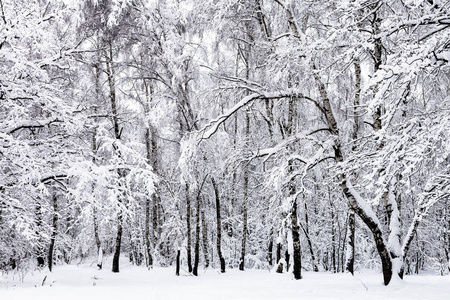 莫斯科 Timiryazevskiy 公园雪林中的白桦林