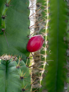 蜡样 tetragonus 植物的特写