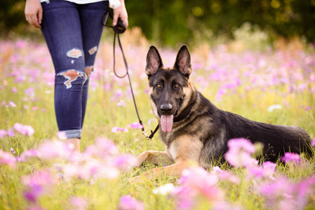 年轻妇女与德国牧羊犬在华丽的夏天领域