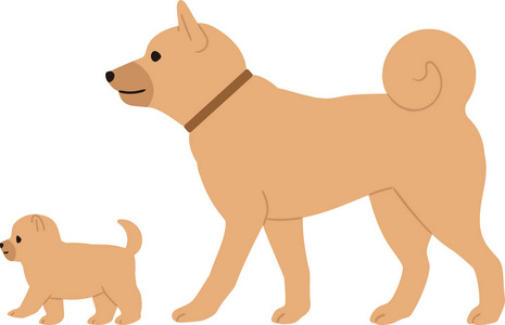 养宠物的孩子步行小狗和父母狗照片