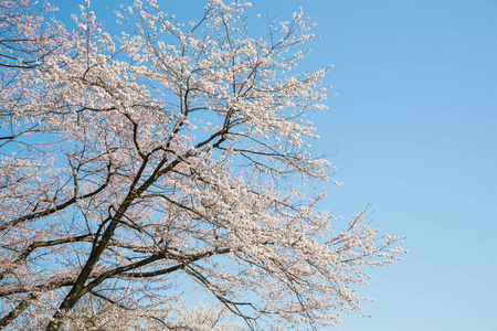 日本樱花盛开的季节