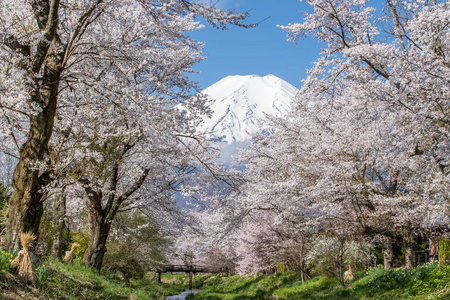 樱花树和山富士在春季  忍野八