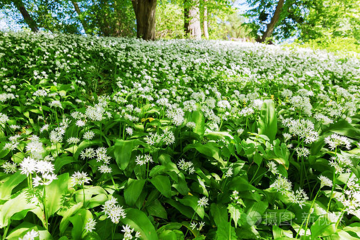 春天 ramson 花地毯的图片
