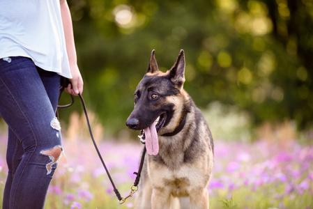 年轻妇女与德国牧羊犬在华丽的夏天领域