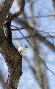 白胸鳾栖息在一棵树