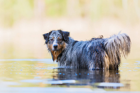 澳大利亚牧羊犬站在湖的水里