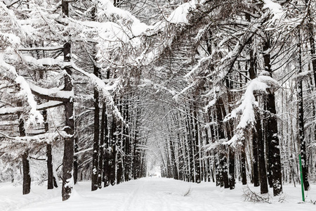 莫斯科城市 Timiryazevskiy 公园雪包落叶松巷冬季