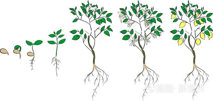 植物从种子生长到柠檬树.生命周期工厂