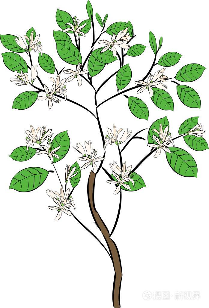 白色背景花上的柠檬树插画-正版商用图片0ujkdb-摄图新视界
