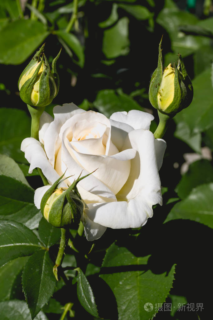 白玫瑰花蕾。盛开的英语花园