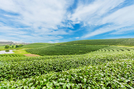 泰国清莱蓝天茶园景观