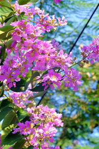 美丽的粉红色和紫色的 bungor 树花的软焦点