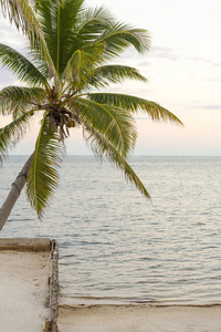 热带海滩上的棕榈树看海