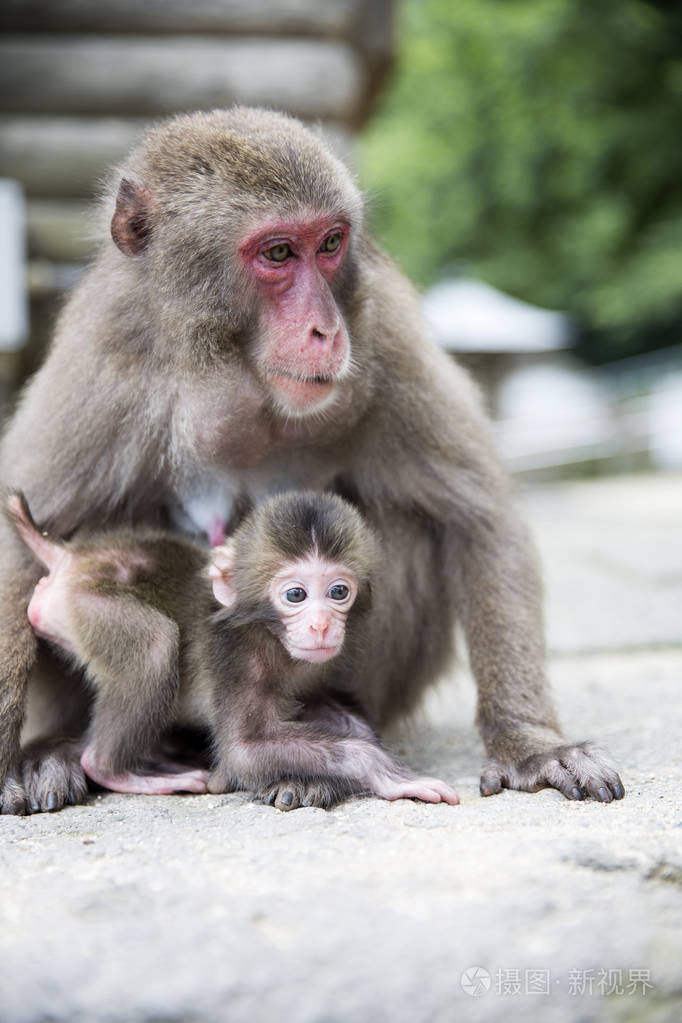 母亲和婴孩日本猴子
