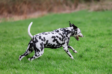 在草地上奔跑的达尔马提亚狗的图片