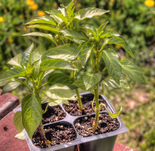 短期夏季生长季节, 明尼苏达州的德卢斯植物生长