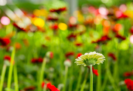 人工 growlight 下的现代温室红色和粉红色 gerberas 生长