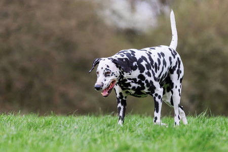 在草地上行走的达尔马提亚狗的照片