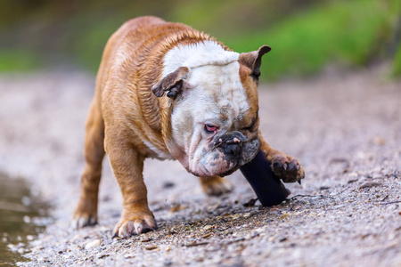 英国斗牛犬与一个治疗袋在鼻子在湖的边界