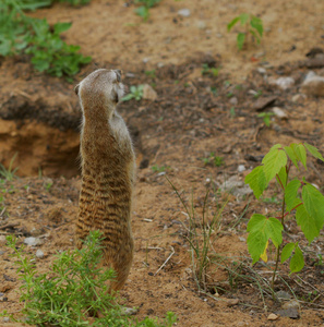 看着小野生 suricate 猫鼬