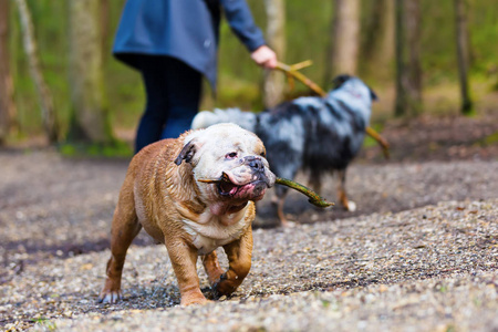 一张英国斗牛犬和另一只狗在湖边的不可辨认的人的图片