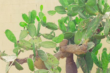 绿色仙人掌植物 nopal 近观