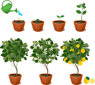 怒放的生命植物从种子生长到柠檬树.生命周期工厂照片