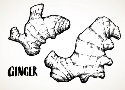 手绘草绘草本和香料载体例证照片