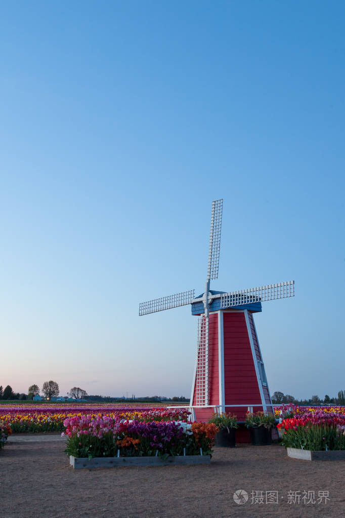 俄勒冈州郁金香农场暮色中的红白蓝风车