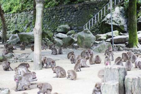 日本别府市野生日本猴群