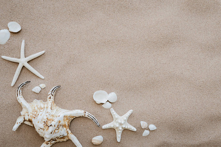 沙滩上美丽的贝壳和海星群夏季假期和度假概念背景背景