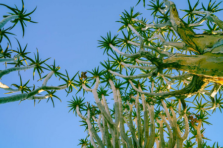 纳米比亚 Keetmanshoop 树森林景观