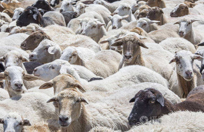 亚美尼亚农村的绵羊