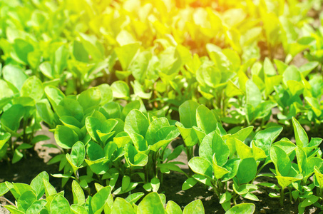 农产品特写绿色茄子幼苗在温室, 准备在田间移植, 农业, 农业, 蔬菜