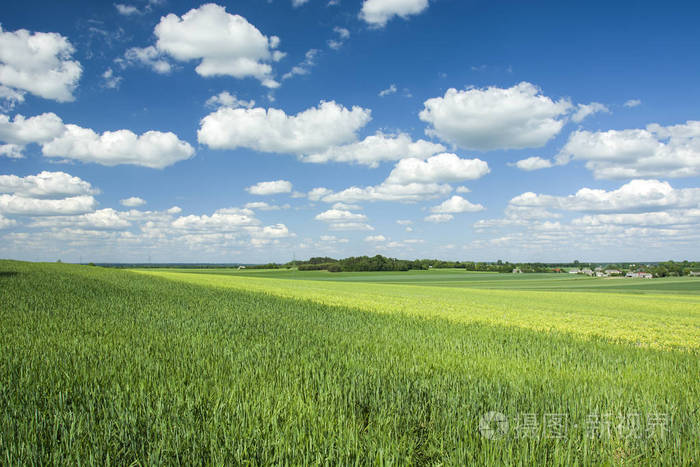 绿色的田野, 地平线和白云