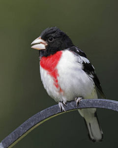 雄玫瑰胸 Grosbeak Pheucticus ludovicianus 栖息在金属馈线钩大弯, 安大略省, 加拿大