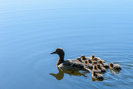在阳光明媚的夏日里, 小鸭子在池塘里