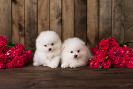 它可以用作背景照片